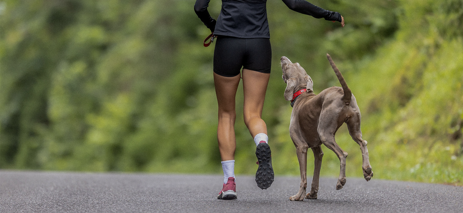 ¿A los perros les gusta correr con sus dueños?